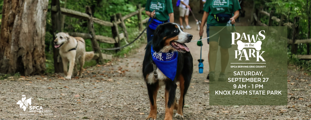 Paws in the Park 2025